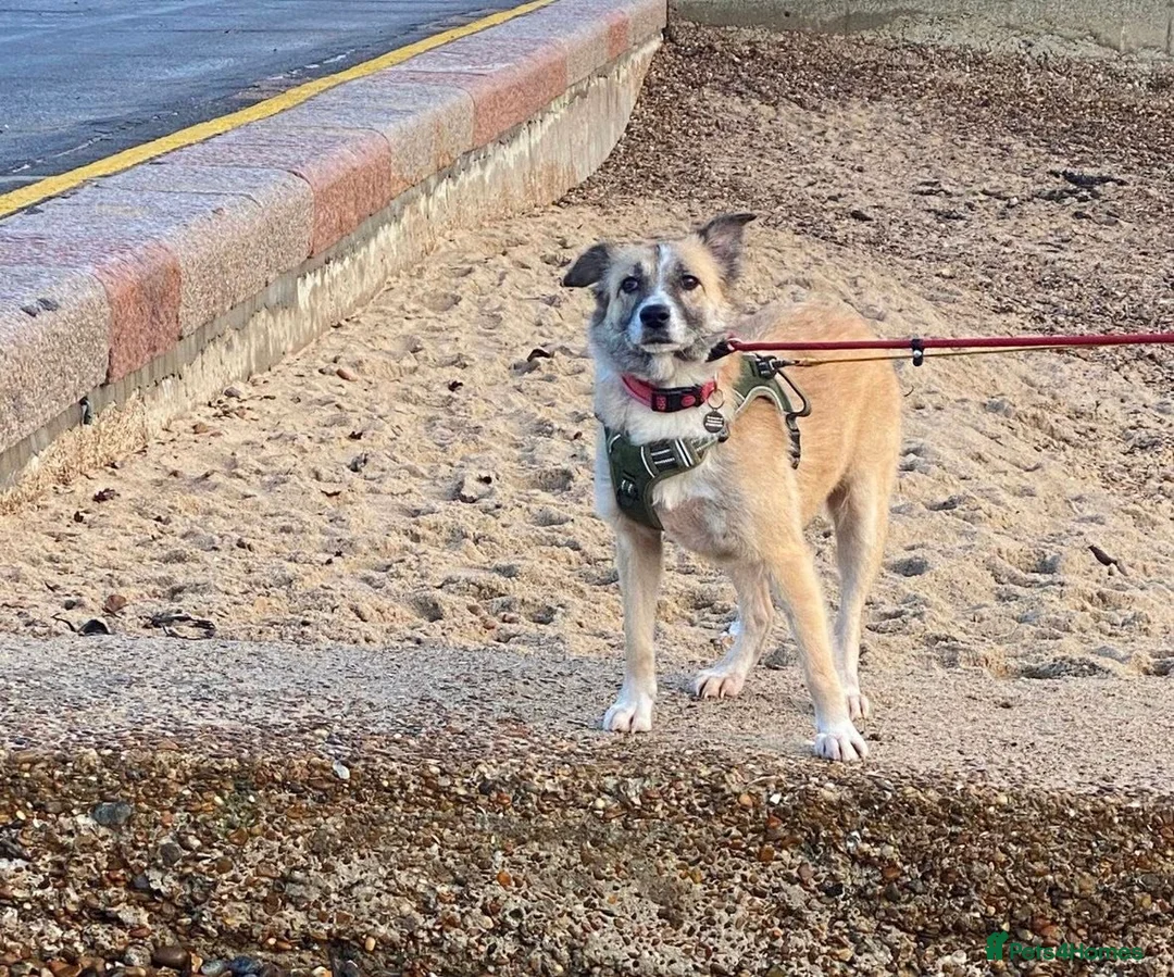 Mixed Breed dogs for adoption: 💕 Shelby 💕 in Blackpool - Advert 7