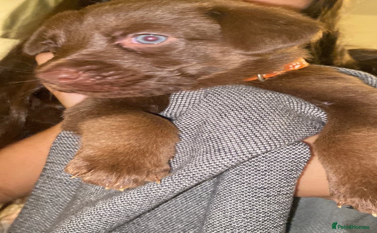 Mixed Breed dogs Beautiful Family-Raised Sheprador Puppies - Advert 5