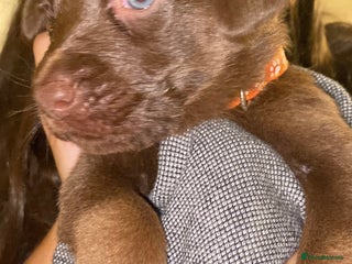 Mixed Breed dogs Beautiful Family-Raised Sheprador Puppies - Advert 17