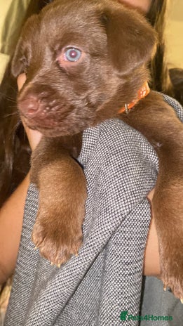 Mixed Breed dogs Beautiful Family-Raised Sheprador Puppies - Advert 5