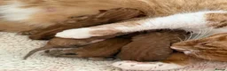 Mixed Breed cats for sale: Beautiful fluffy ginger kittens  - Advert 19