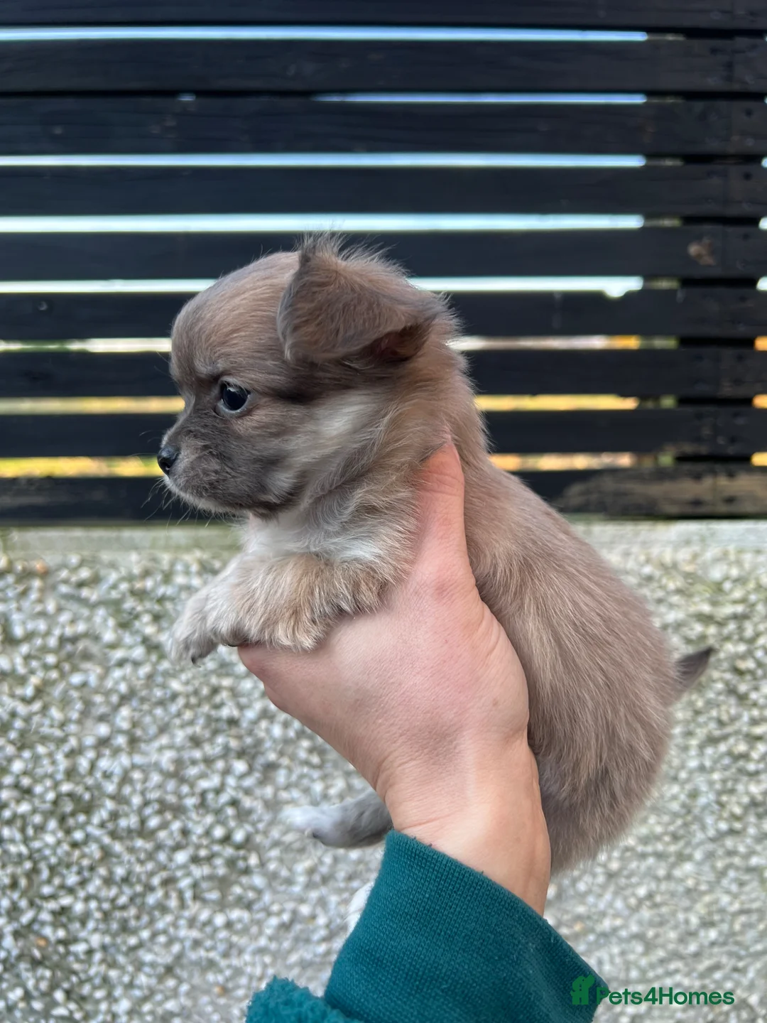 Chihuahua dogs for sale: Chihuahua Puppies / BLUE FAWN AVAILABLE - Advert 2