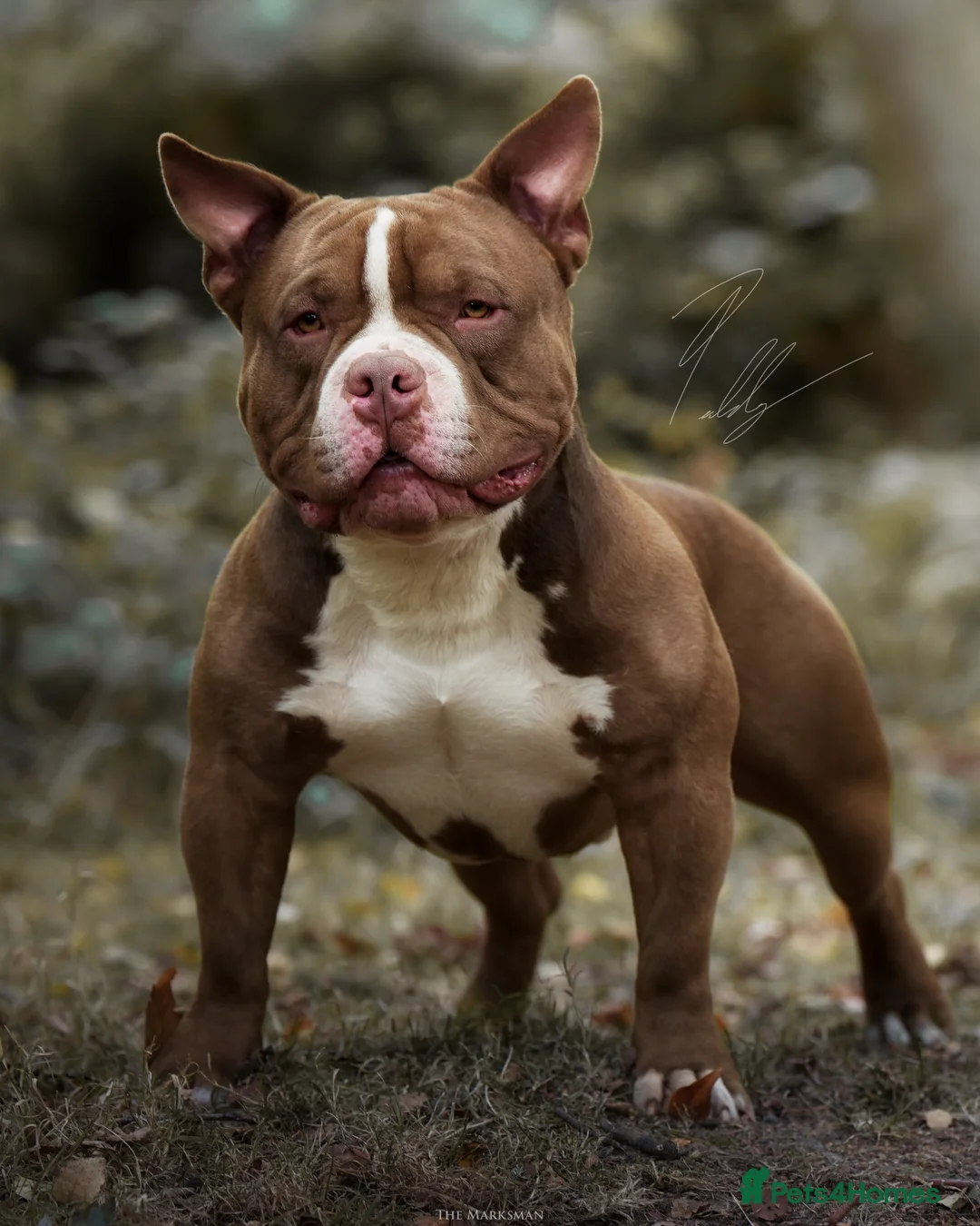 American Bully dogs for stud: American Pocket Bully Stud PROVEN SHOW QUALITY in Ashford - Advert 5