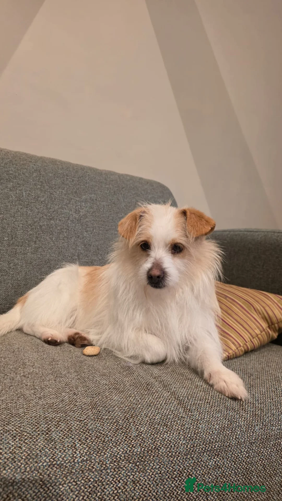 Mixed Breed dogs for adoption: Moomoo is 3-4 yr terrier type meat trade survivor  - Advert 1