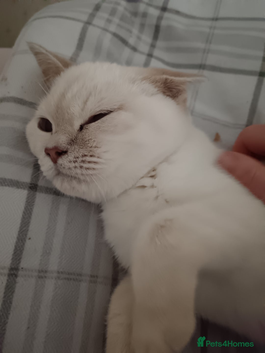 British Shorthair cats for sale: Flame point british shorthair  - Advert 6