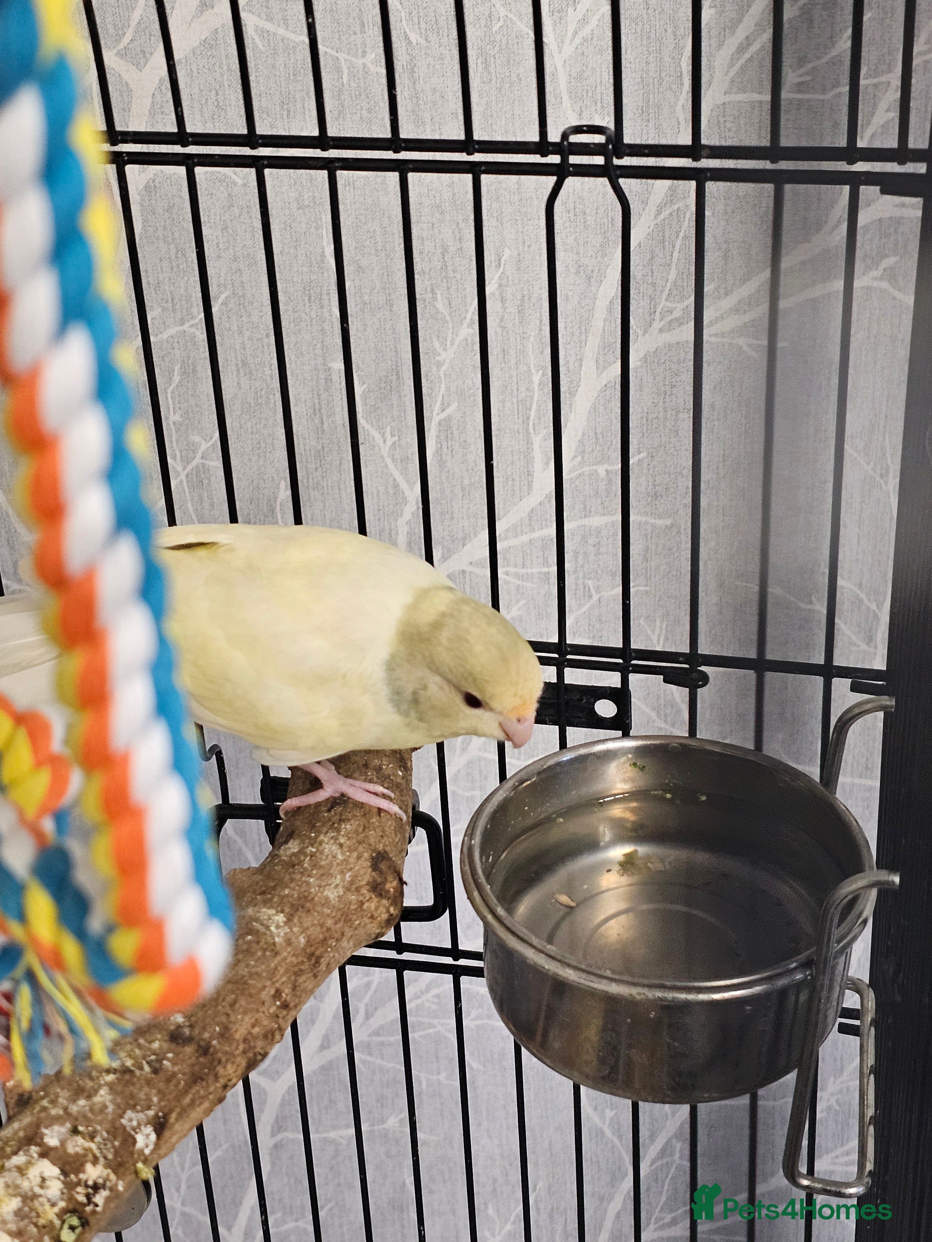 Parakeets birds Kakariki - Advert 4