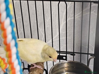 Parakeets birds Kakariki - Advert 12