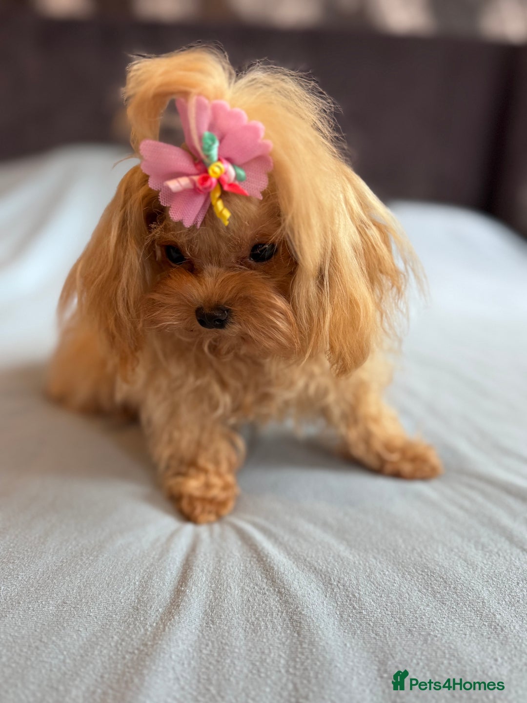 Maltipoo dogs for sale: Small Maltipoo female for sale - Advert 2