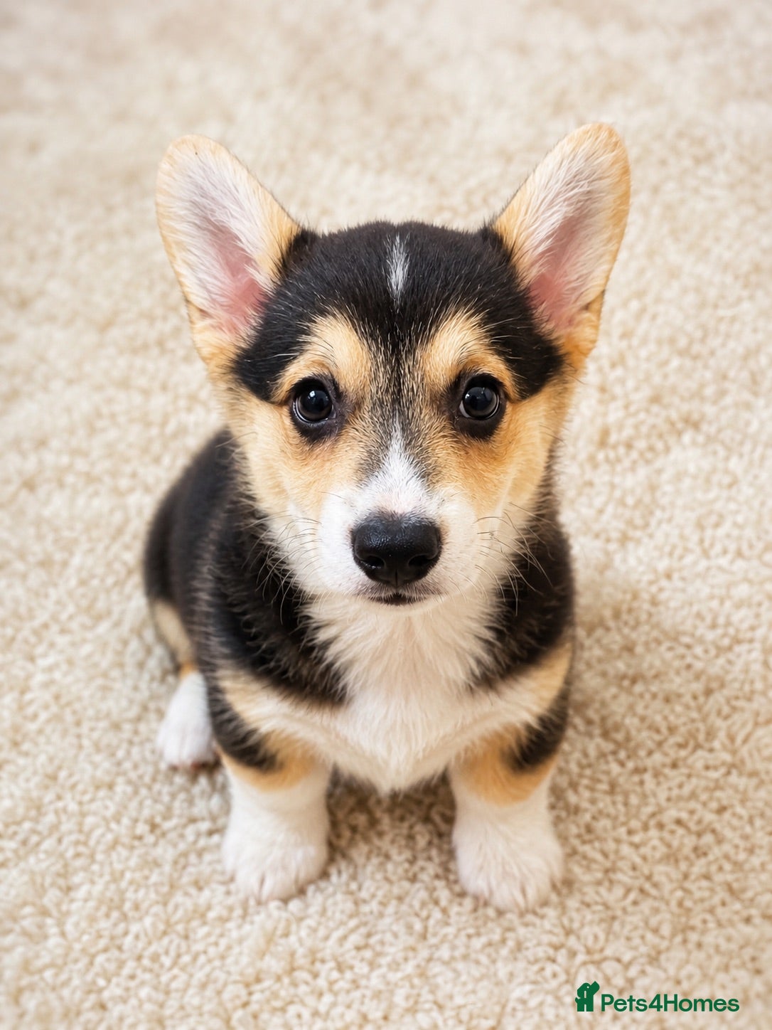 Welsh Corgi Pembroke dogs KC Registered Pembroke Welsh Corgi Puppies - Advert 2