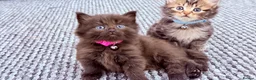 RagaMuffin cats for sale: 🤎Beautiful Ragamuffin Kittens🤎 - Advert 7
