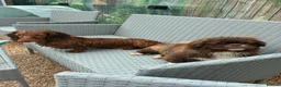 Dachshund dogs for sale: Mrs Sharon McLaughlin  - Advert 3