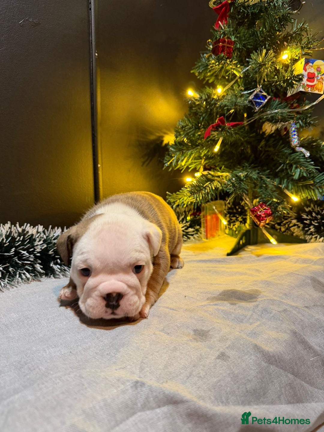 English Bulldog dogs for sale: English Bulldog Puppies Coloured  - Advert 29
