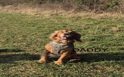 Cocker Spaniel dogs for sale: Healthy Cocker Spaniel puppies Working type  - Image 7