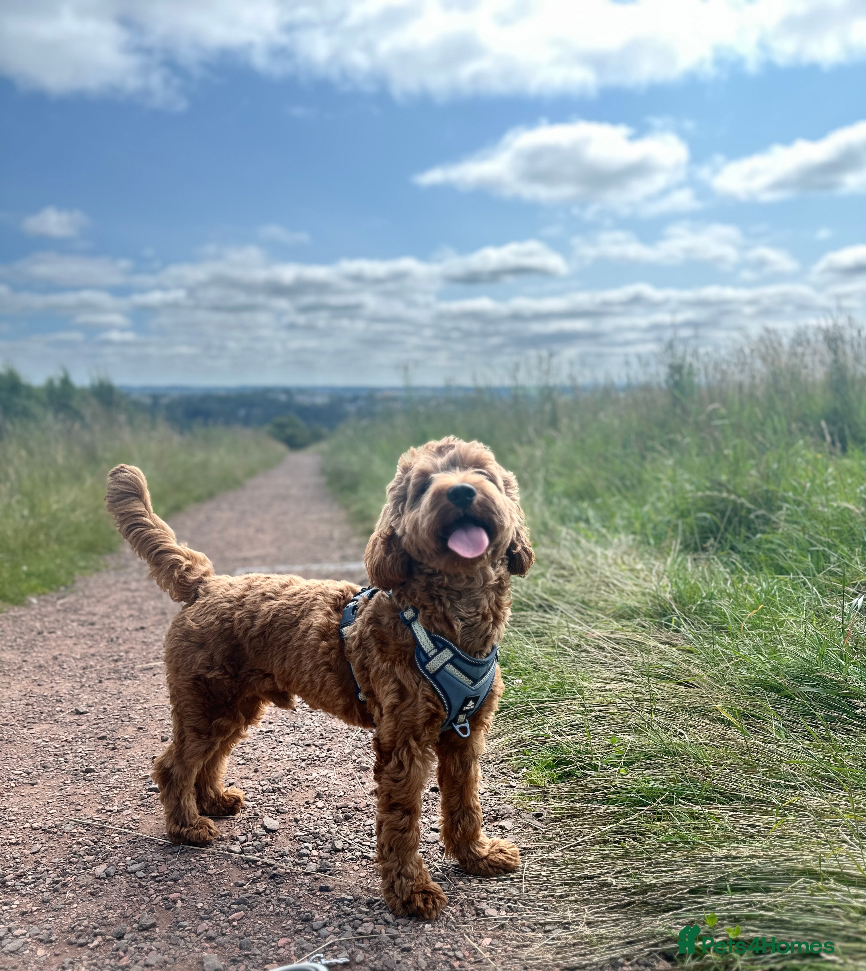 Cockapoo dogs Bear – DNA Tested Cockapoo Stud (Poodle-Dominant) - Advert 2