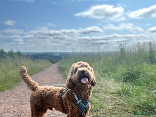 Cockapoo dogs Bear – DNA Tested Cockapoo Stud (Poodle-Dominant) - Advert 3