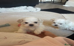 Malshi dogs for sale: Adorable Korean Maltese x Malshi puppies  - Advert 13