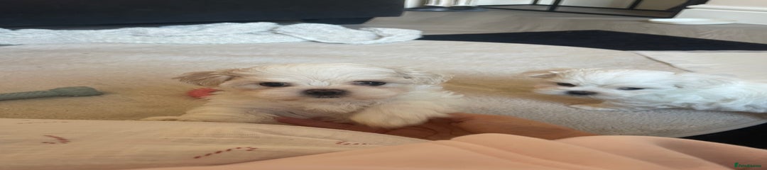 Malshi Puppy female 2