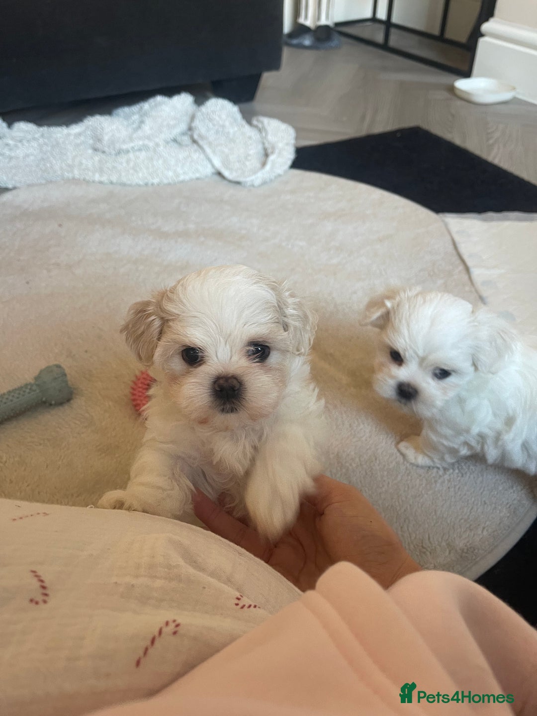 Malshi dogs for sale: Adorable Korean Maltese x Malshi puppies  - Advert 13