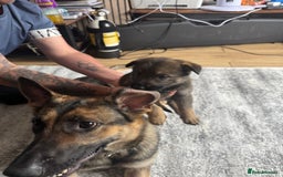 German Shepherd dogs for sale: 3 German shepherd puppies - Image 22