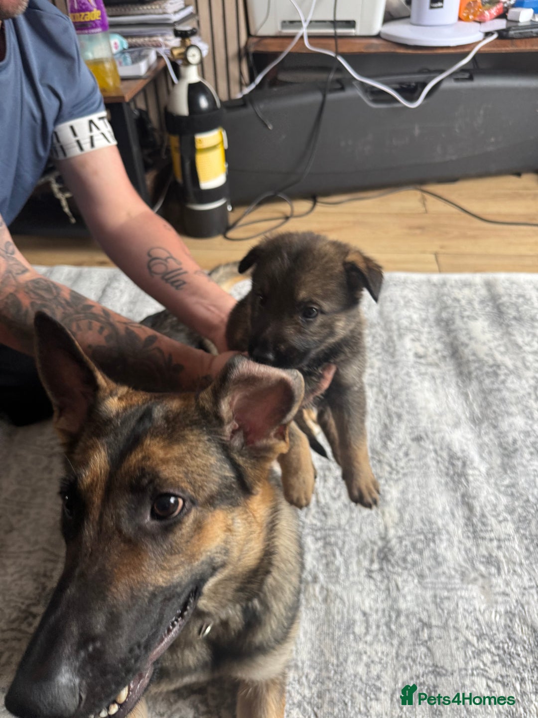 German Shepherd dogs for sale: 3 German shepherd puppies - Image 22