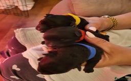 Pomeranian dogs for sale: KC registered  ** mall black Pomeranian Boys - Image 11