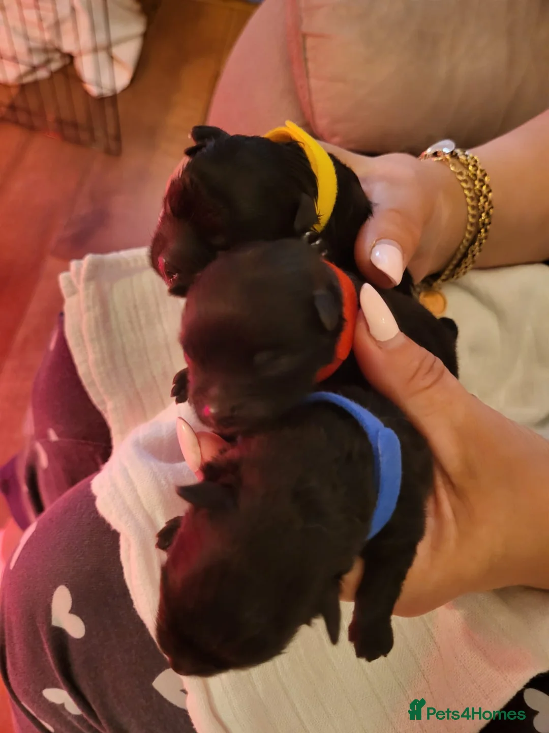 Pomeranian dogs for sale: KC registered  ** mall black Pomeranian Boys - Advert 11