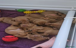Hungarian Vizsla dogs for sale: Hungarian vizsla puppies  - Image 7