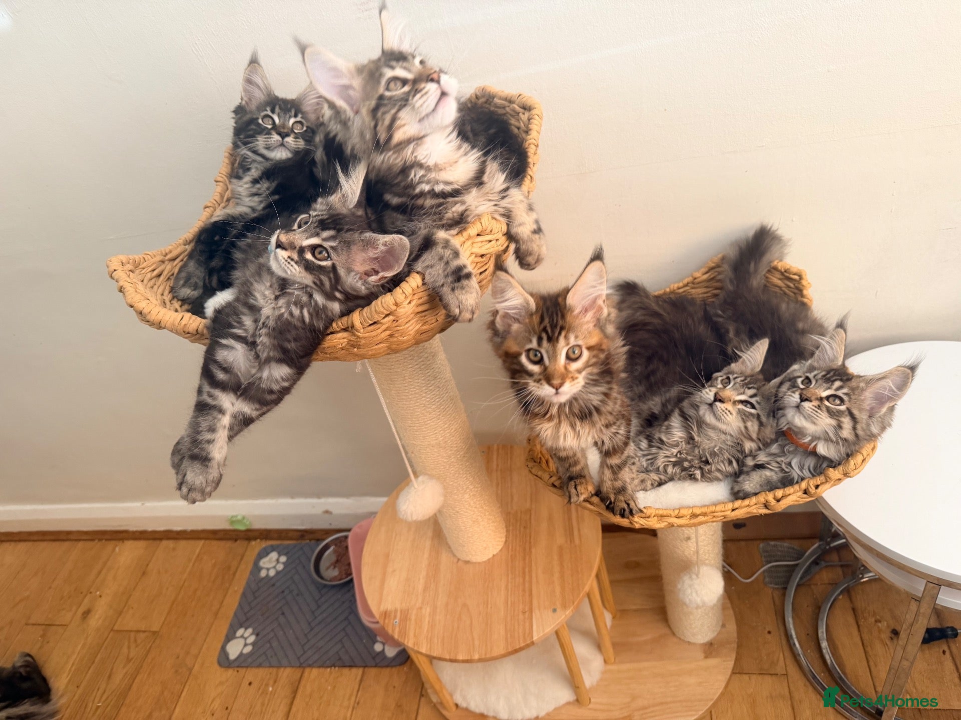 Maine Coon cats Show quality Maine coon kittens - Advert 1