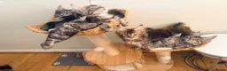 Maine Coon cats for sale: Outstanding show quality Maine coon kittens.  - Advert 2