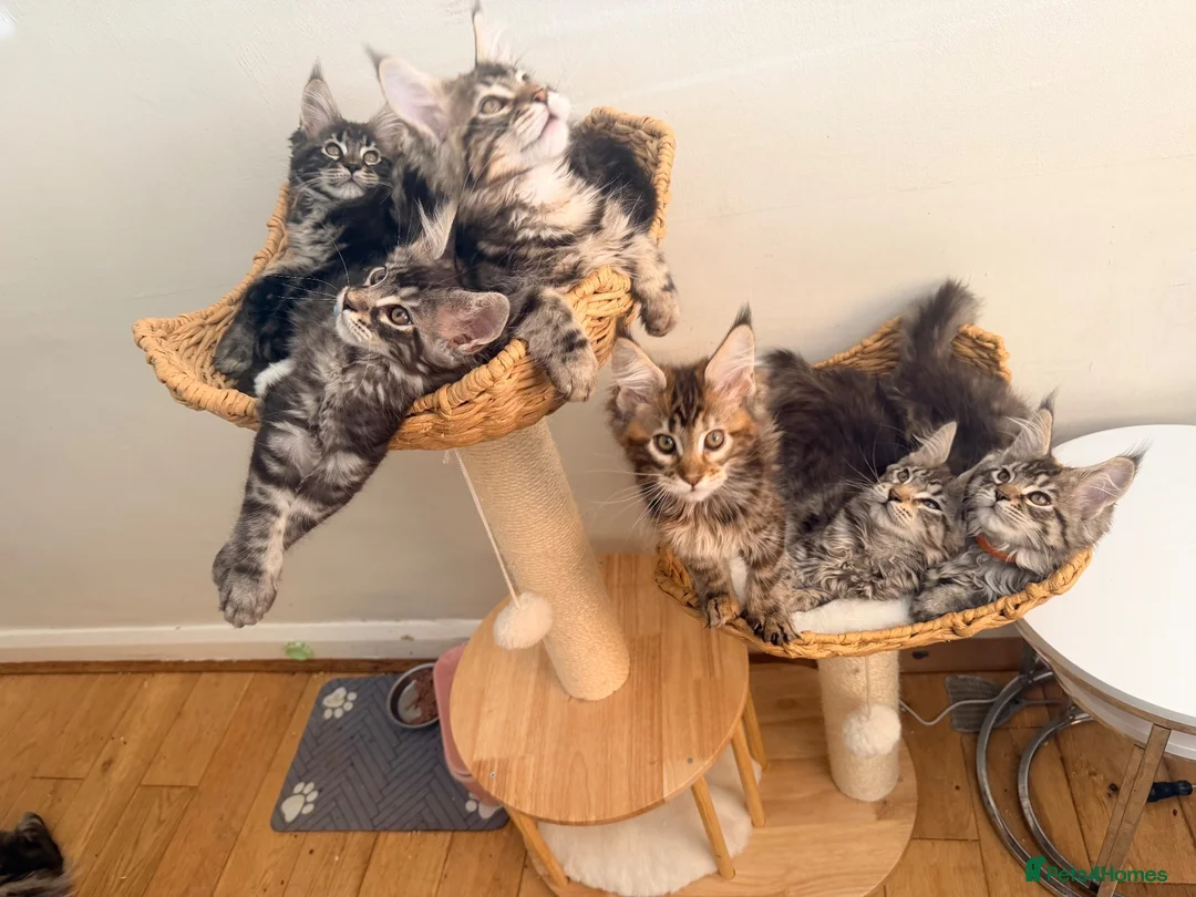 Maine Coon cats for sale: Outstanding show quality Maine coon kittens.  - Advert 2