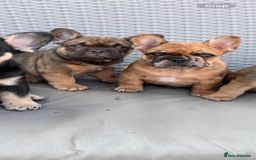 French Bulldog dogs for sale: French Bulldog Puppy 3 - QUALITY PUPPIES READY NOW, health tested parents  - Image 13