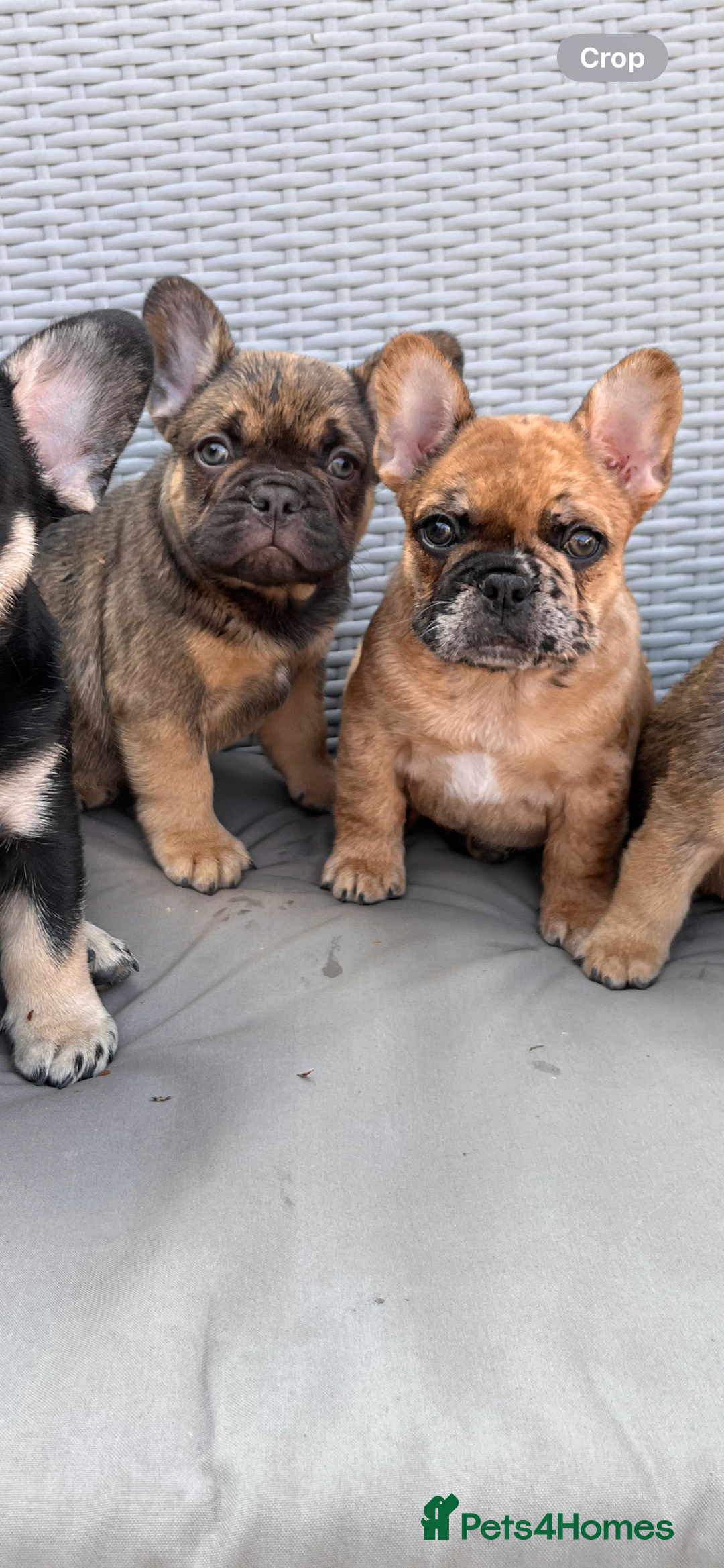 French Bulldog dogs for sale: French Bulldog Puppy 3 - QUALITY PUPPIES READY NOW, health tested parents  - Image 13