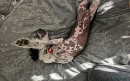 Chinese Crested dogs for sale: Chinese crested hairless boy - Image 4
