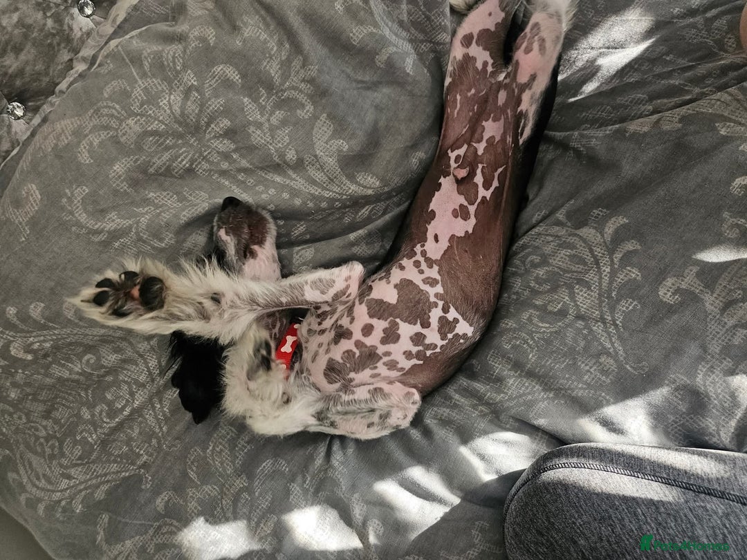 Chinese Crested dogs for sale: Chinese crested hairless boy - Image 4