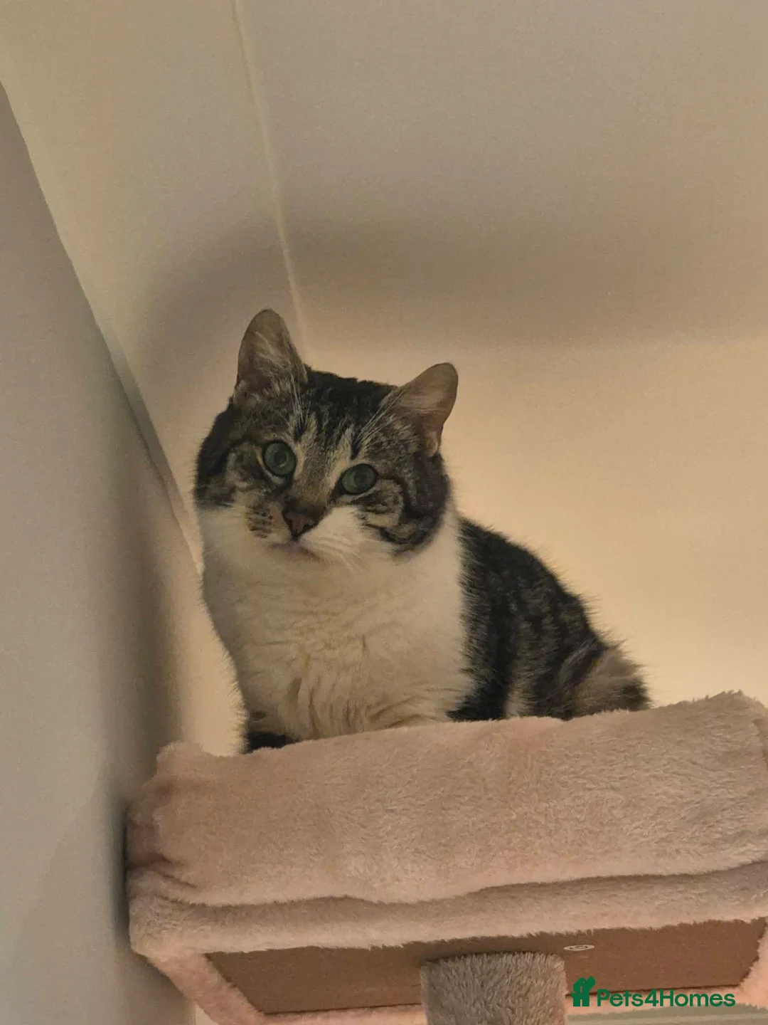 Mixed Breed cats for adoption: Mercury for adoption - Advert 4