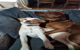 Labrador Retriever dogs for sale: Must go together  - Image 8