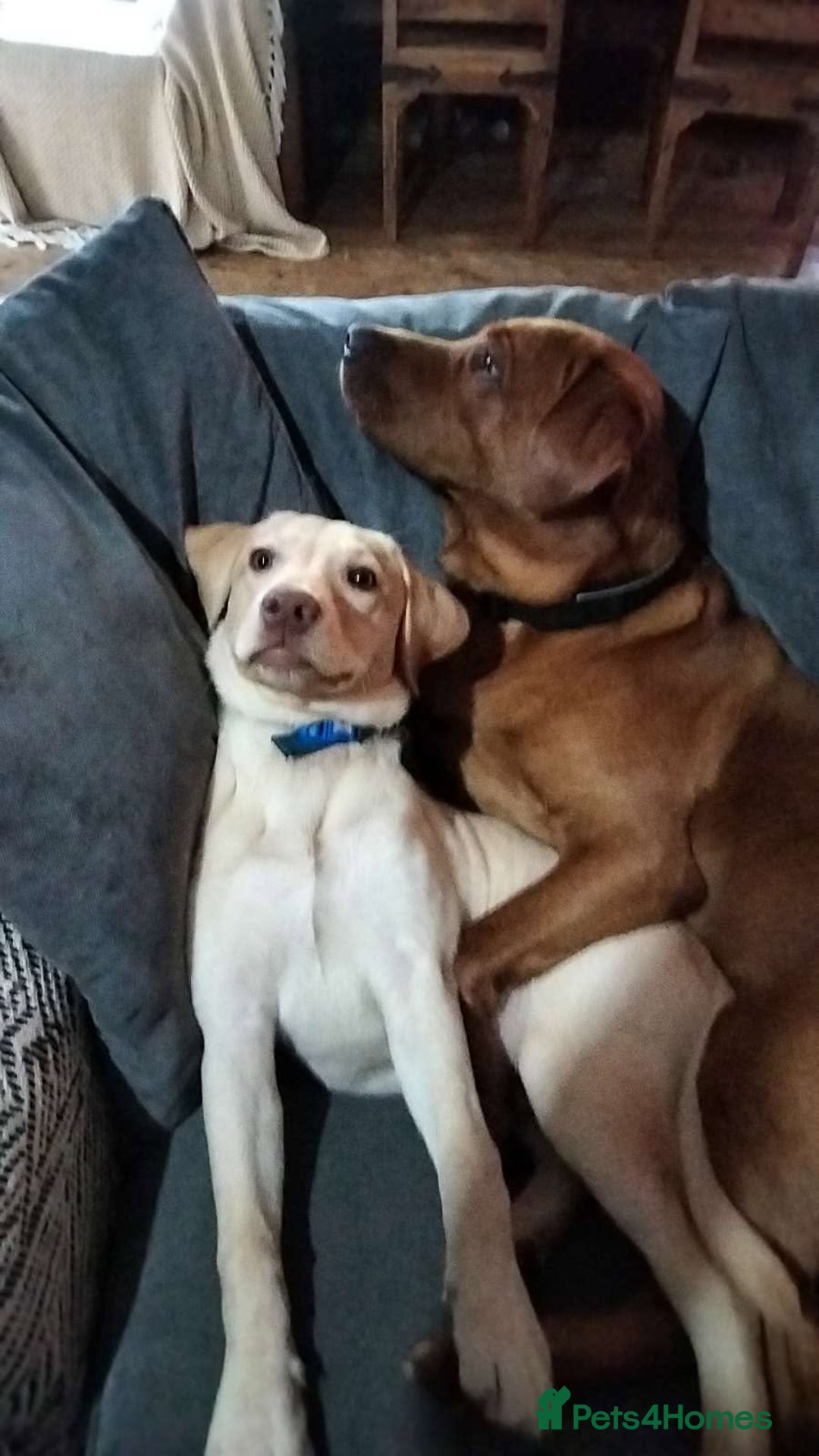 Labrador Retriever dogs for sale: Must go together  - Image 8