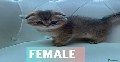 Scottish Fold cats - Advert 1
