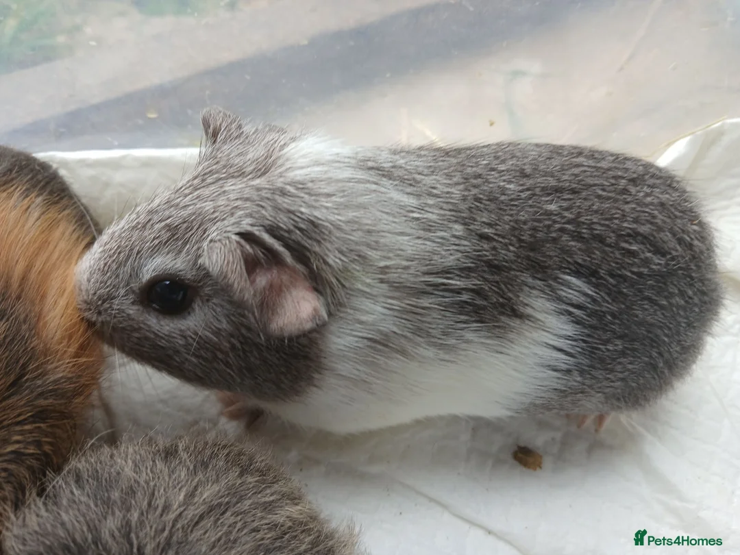 Guinea Pig rodents for sale: Baby guinea pigs for sale - sows - Advert 2