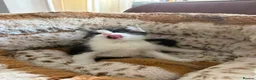 Mixed Breed cats for sale: 7 Beautiful Boy Kittens — Ready Now ✅ £20 each - Advert 9