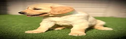 Golden Retriever dogs for sale: Kc registered golden retriever puppies !!! - Advert 11