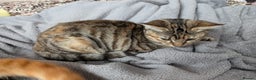 Mixed Breed cats for sale: Lovely bengal x mainecoon cross girl  - Advert 7