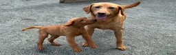 Labrador Retriever dogs for sale: KC Registered Mahogany Red Labrador Puppies - Advert 2