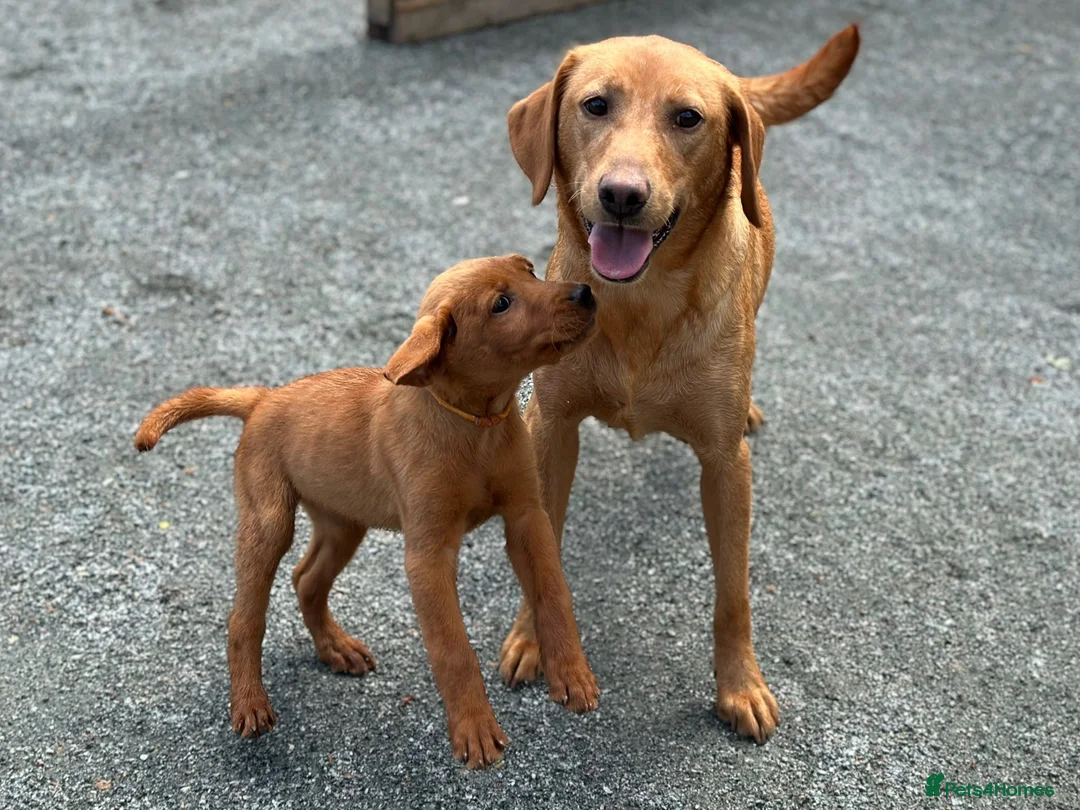 Labrador Retriever dogs for sale: KC Registered Mahogany Red Labrador Puppies - Advert 2