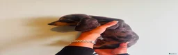 Miniature Dachshund dogs for sale: Miniature dachaunds READY NOW - Advert 2