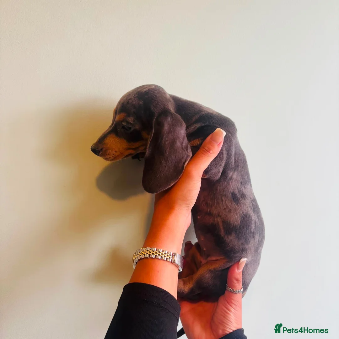 Miniature Dachshund dogs for sale: Miniature dachaunds READY NOW - Advert 2