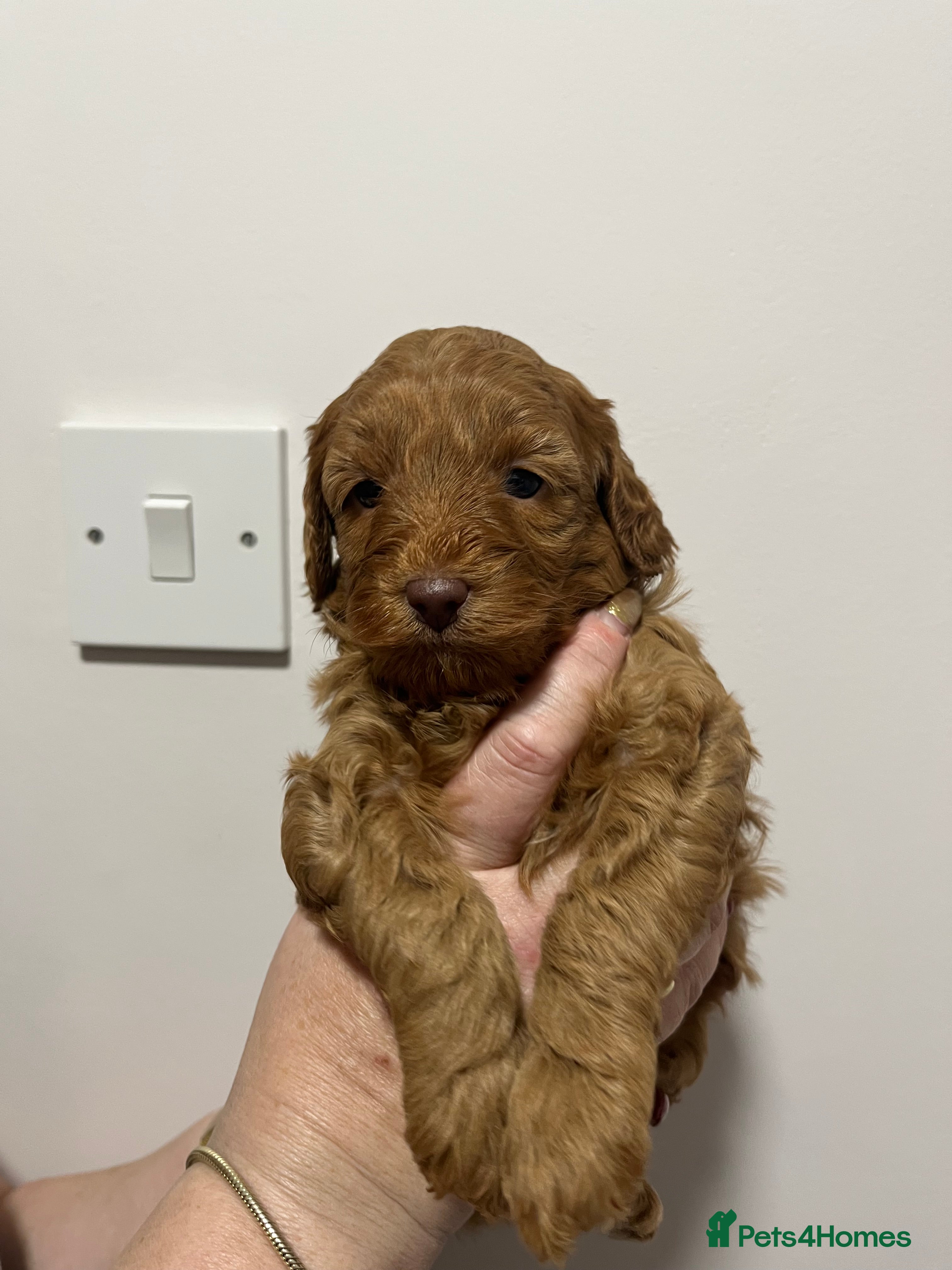 Cockapoo dogs Gorgeous toy cockapoo puppies  - Advert 1