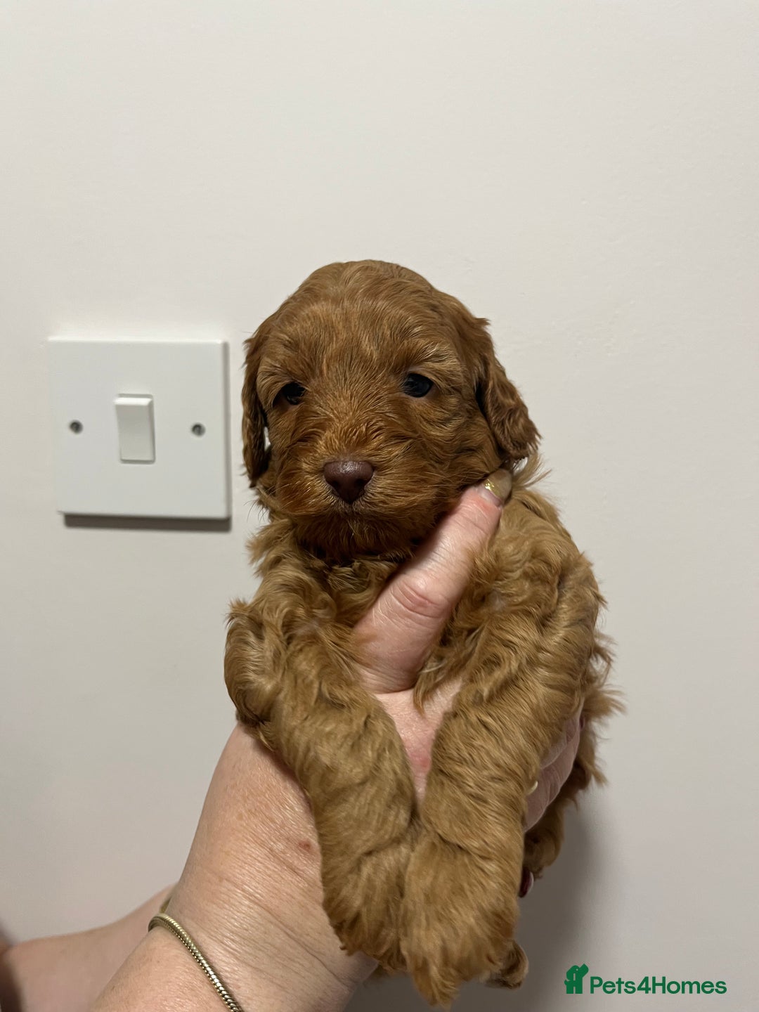 Cockapoo dogs for sale: Gorgeous toy cockapoo puppies  - Advert 1