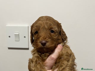 Cockapoo dogs Gorgeous toy cockapoo puppies - Advert 8