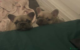 French Bulldog dogs for sale: Female frenchies  - Image 1